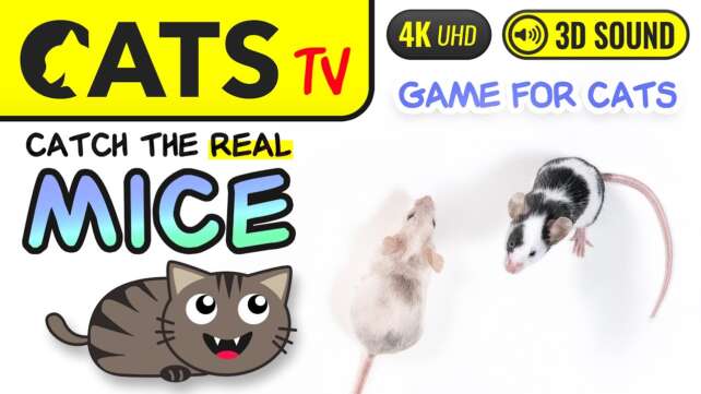 CATS TV  - MICE for cats to watch ð­ð» Squeak & Birds sounds ð¶ 4K [Cat Games]