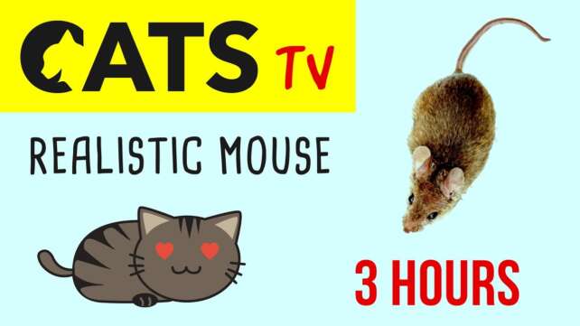 CATS TV - Realistic Mouse ð HD - 3 HOURS (Video Game for Cat & Dog)