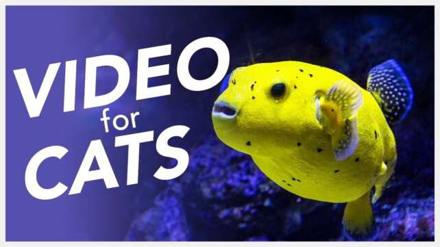 [No Ads] Cat TV ðº - 20 Hour Underwater Diving Video for Cats - Sea Exploration ð