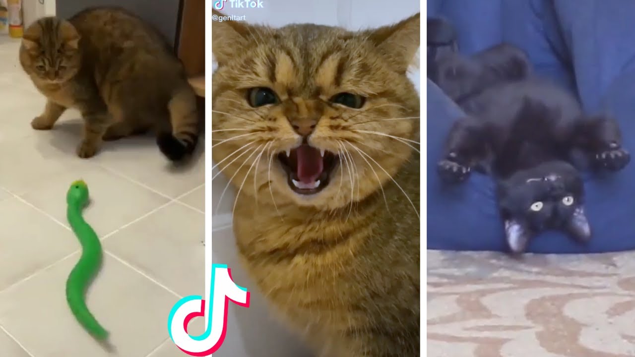 Funny & Cute Cats Compilation (TikTok) #shorts ð»