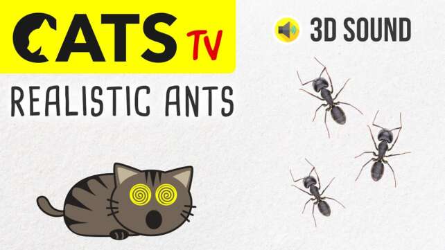 CATS TV - Catching Realistic Ants 🐜 Insects (Game for cats to watch)