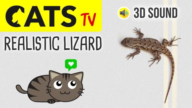 CATS TV - Realistic Lizard 🦎 3 HOURS (Game for Cats on Screen)