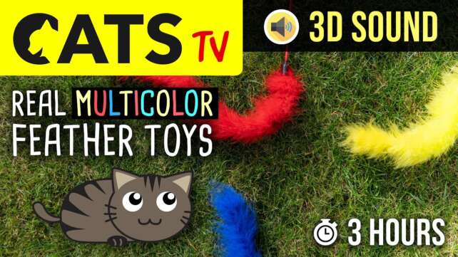CATS TV - REAL Multicolor Feather Cat Toys 😻 3 HOURS 60fps [FOR CATS ONLY]