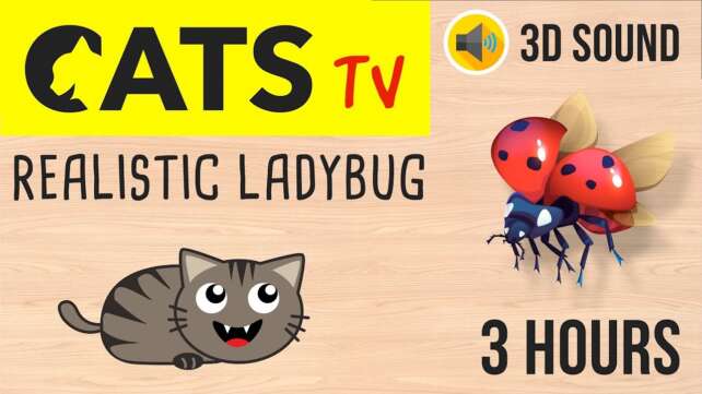 CATS TV - Realistic Ladybug 🐞 HD - 3 HOURS (Video Game for Cat)