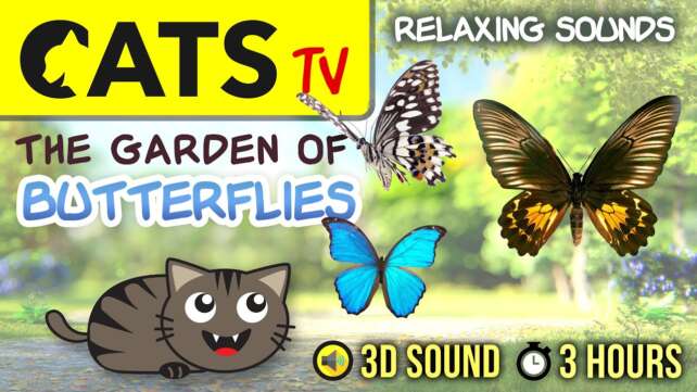 GAME FOR CATS - The Butterflies Garden 🦋 Relaxing Sounds 🐦🎶 [CATS TV] 3 HOURS