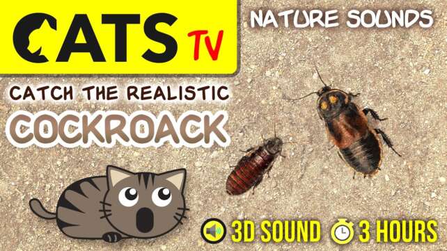 GAME FOR CATS - Realistic cockroach bug [CATS TV] 3 HOURS