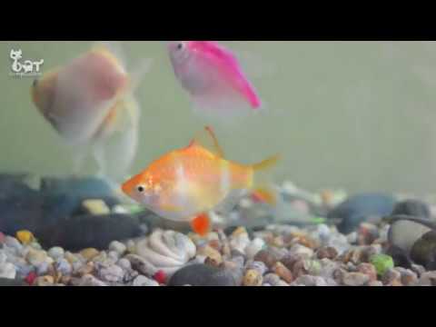 Video pour chat avec des poissons Videos for Cats to Watch fish