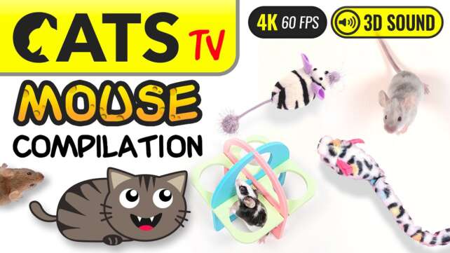 GAME FOR CATS - The Best MOUSE Compilation ð­ð  4K 60FPS [Cats TV]