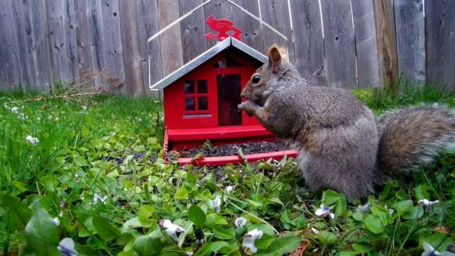 12 Hour Birdhouse Video For Cats - Blue Jays, Squirrels, Various Birds