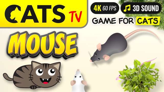 Game For Cats - Best 3D MOUSE ð»ðº 4K ð¶ CAT TV [4K] 3 hours