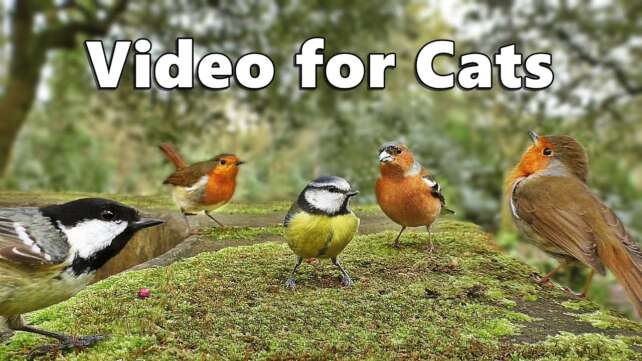 Videos for Cats to Watch - Birds Singing and Bird Sounds Spectacular