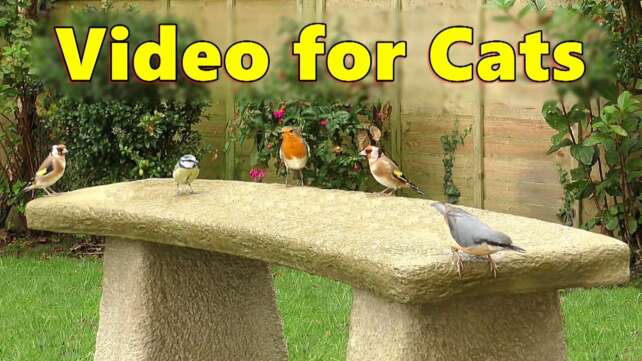 Birds Videos for Cats to Watch ~ Birds at The Bird Table ⭐ 8 HOURS ⭐ NEW ✅