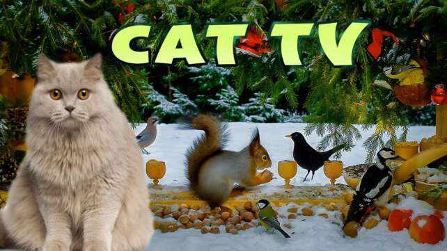 Birds for Cats to Watch ~ Relieve Stress for Cats ð️ Cat TV for Cats to Watch #1