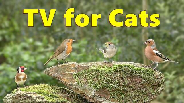 Cat TV Sensation ~ Birds of Beauty Videos for Cats to Watch ⭐ 8 HOURS ⭐
