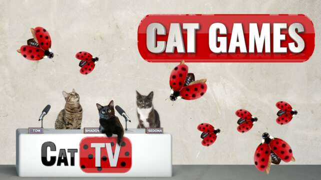 CAT Games TV | Little Miss Ladybug | Cat Games 4K | Videos For Cats to Watch | ð¼
