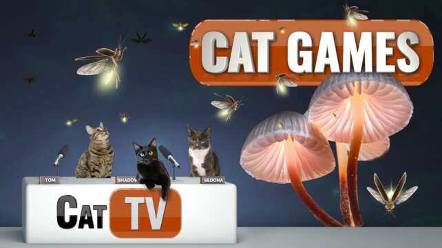 CAT TV | Fireflies in Mystical Lands | Cat TV Bug Videos For Cats to Watch | Relax my Cat ð»