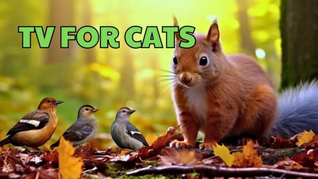 CAT TV | Collection of Lively Birds, Rabbits and Squirrels | 4K Nature Video for Cats | TV FOR CATS