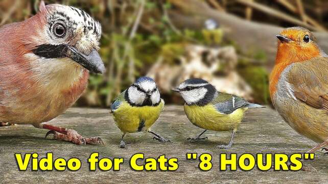 Cat Entertainment Videos : Video for Cats To Watch Birds : ULTIMATE 8 HOURS