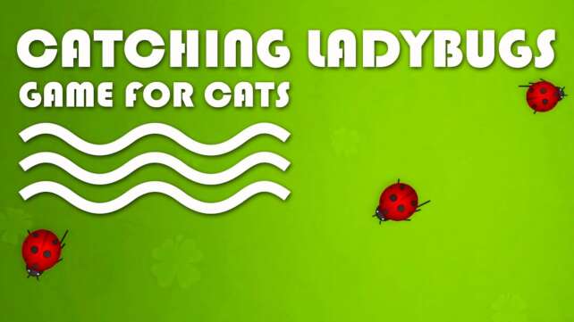 CAT GAMES - Catching Ladybugs! Bugs Video for Cats to Watch | CAT TV.