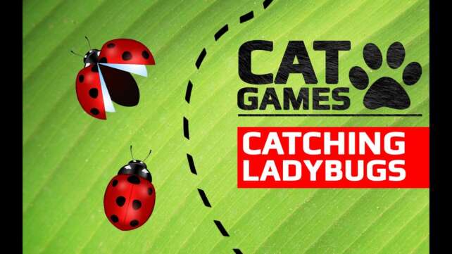 CAT GAMES - ð CATCHING LADYBUGS (ENTERTAINMENT VIDEOS FOR CATS TO WATCH)