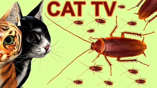 Cat Games - Cockroach Hunting Catching For Cats To Enjoy - 8 Hours Best Game For Cats