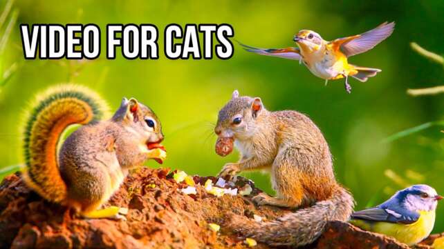 Cat TV: 24 Hours - Beautiful Birds, Squirrels, Nature sounds in Canadian Forest