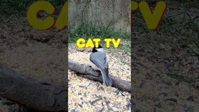 The Best Cat TV ⭐ - Birds for Cats to Watch - Cat Games HD - Videos for Pets to Watch