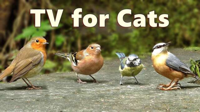 Cat TV Berds ~ Captivating Birds for Cats to Watch