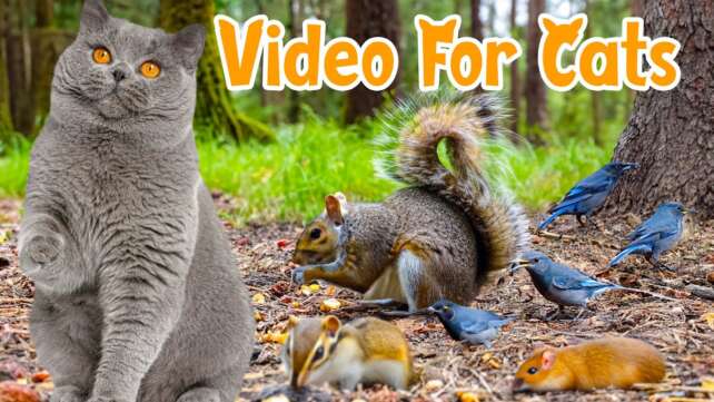Cat TV ð­ Mouse in The Jerry Hole Fun ð­ Birds in A Woodland Paradise ⭐ 24 HOURS ⭐