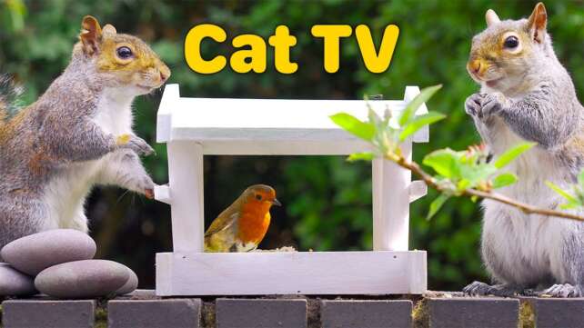 Cat TV for Cats to Watch ð¸ Small Birds and Naughty Squirrels ð¿ Videos for Cats 4K