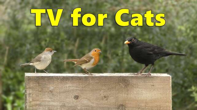 Cat TV Videos ~ Birds on The Block for Cats to Watch ⭐ 8 HOURS ⭐