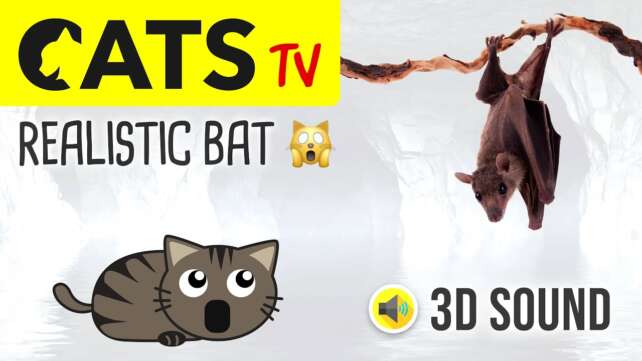 CATS TV - Realistic Flying Bat ð¦ 3 HOURS (Game for cats to watch)