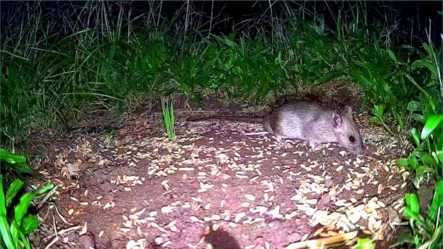 Mouse TV - Video of mischievous mice feeding at night for cats