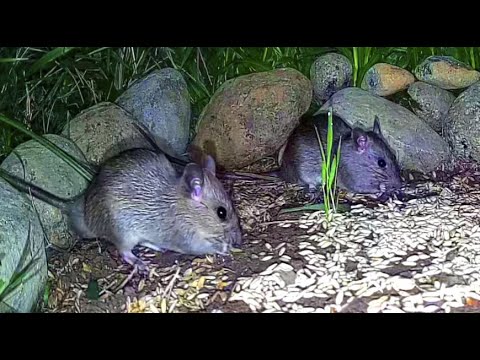 Mouse TV - Video for cat watch - Video of mischievous mice feeding at night