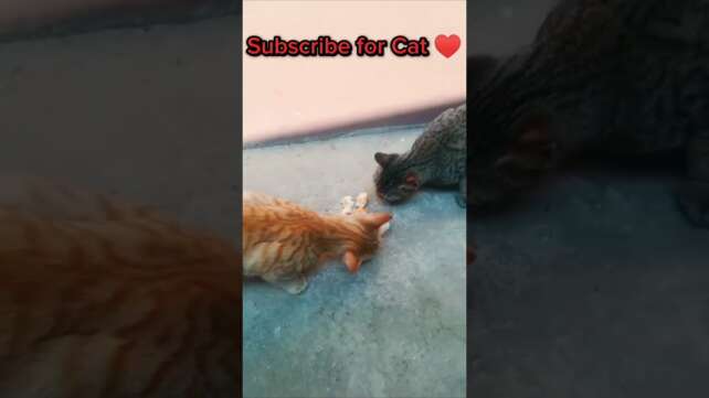 Cat Meowingð¹ððð¹|Cat Sound| Cute Cat Videos #shorts #cat #cats #dog #puppy #catlover