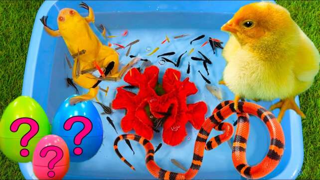 Baby Chicken, Frog, Snake, Crayfish, Koi Fish, Scalar, Thorns, Coral - cute baby animals videos