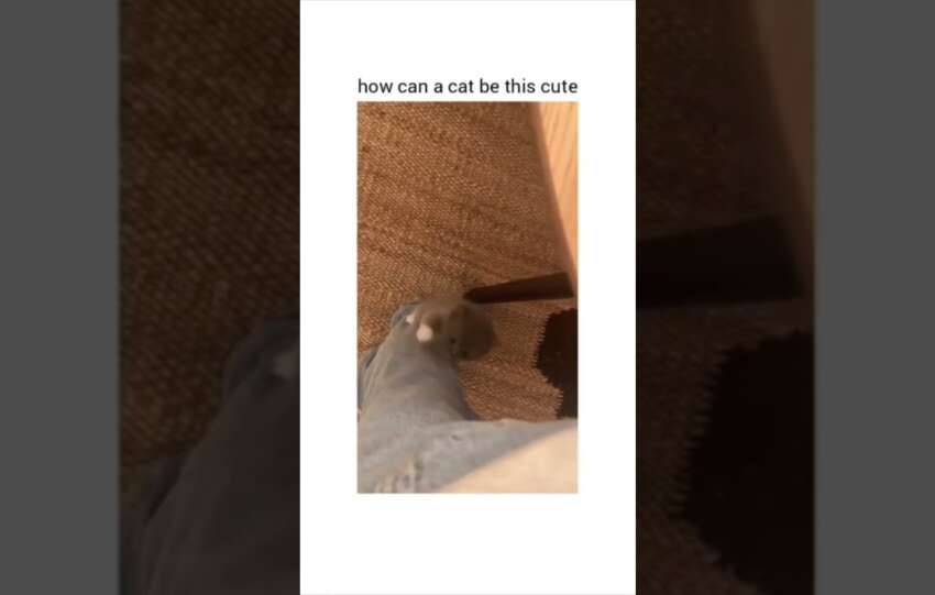 Cute cat video meme