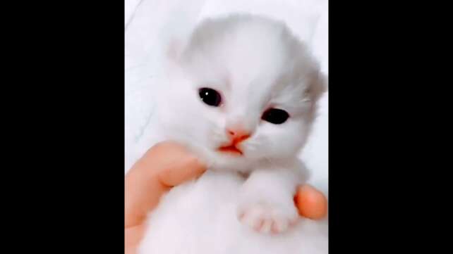 Cute cat-Baby cat sound is touching awwwð¥°