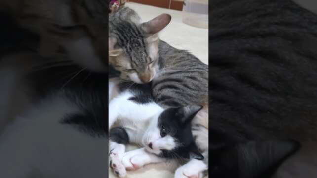 Adorable Overload ð± Older Cats Showering Love on Rescued Kitten! #shorts