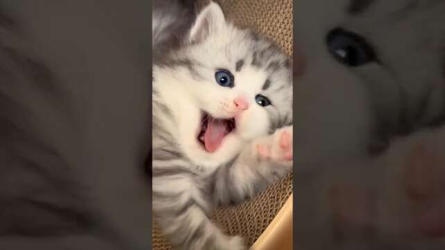 angry cat #thecutestcatssite #shorts #ytshorts #cat #kitten #catslover #funnycats #funny #viral
