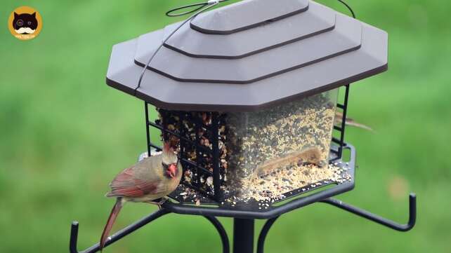 CAT TV BIRDS - Garden Birds #6: Winged Blackbird, Sparrows, Common Grackle, Doves.
