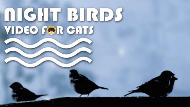 CAT TV - Night Birds. Bird Video for Cats to Watch.