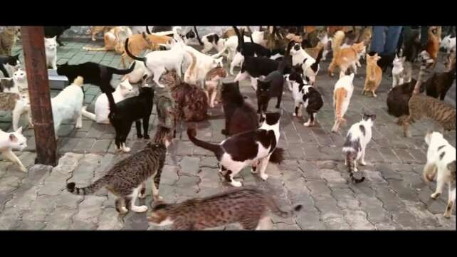 Cat Feed , Cute Meowing kitten, Animal video