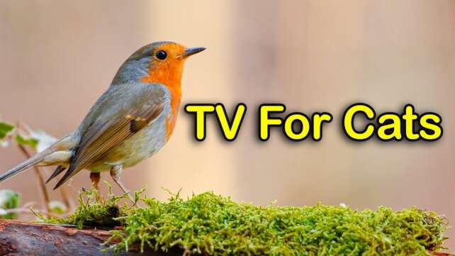 Videos for Cats : Birds Chirping in The Secret Forest - 24 HOURS of Cat TV