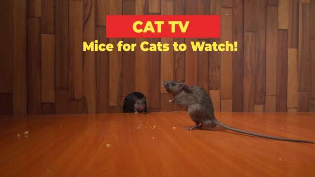 CAT TV ð Mice for Cats to Watch!