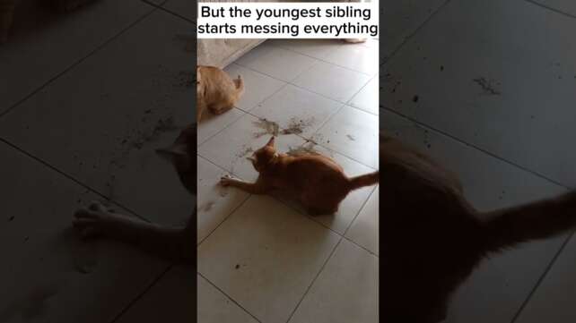 @Catsvine#shorts when kids makes mess #kittens #funnycatvideos #pets #Animals #catvideos #meow #cat