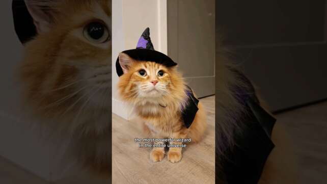 He has chosen to be his magical self this Halloween ✨ #cute #animals #cat #cutecat #pets #catvideos