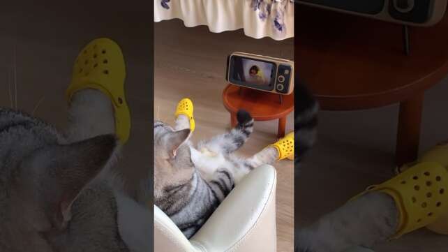 Comfortable☺️ #cat #catvideos #catlover #catholic #cats #catlovers #catphoto #instacat #catlife