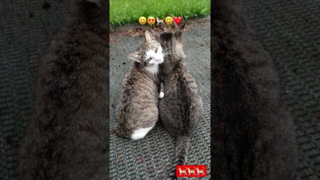 #cats#catshorts#catlover#cat #animals#animalshorts #animallover#meow #animal #catvideos#funny