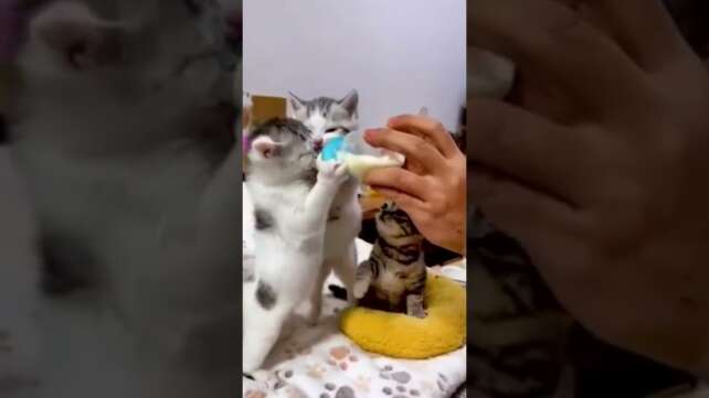 Cute Kitten | Cute Cat Video | Meme | Aww Animals | Cat | Cutest Lands | Meowing | Cute Kitten